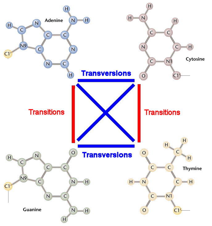 Transitions_vs_Transversions