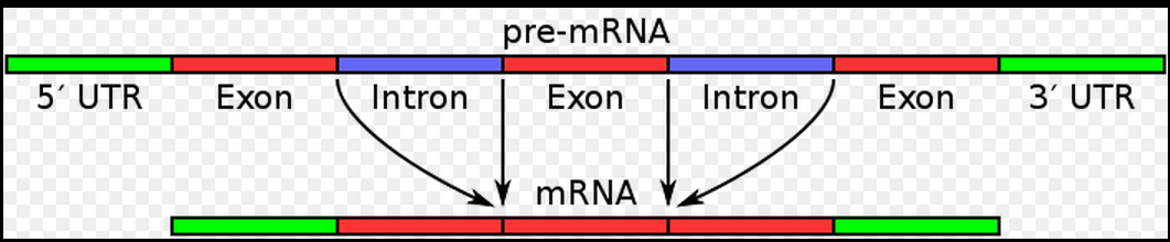 gene-structure
