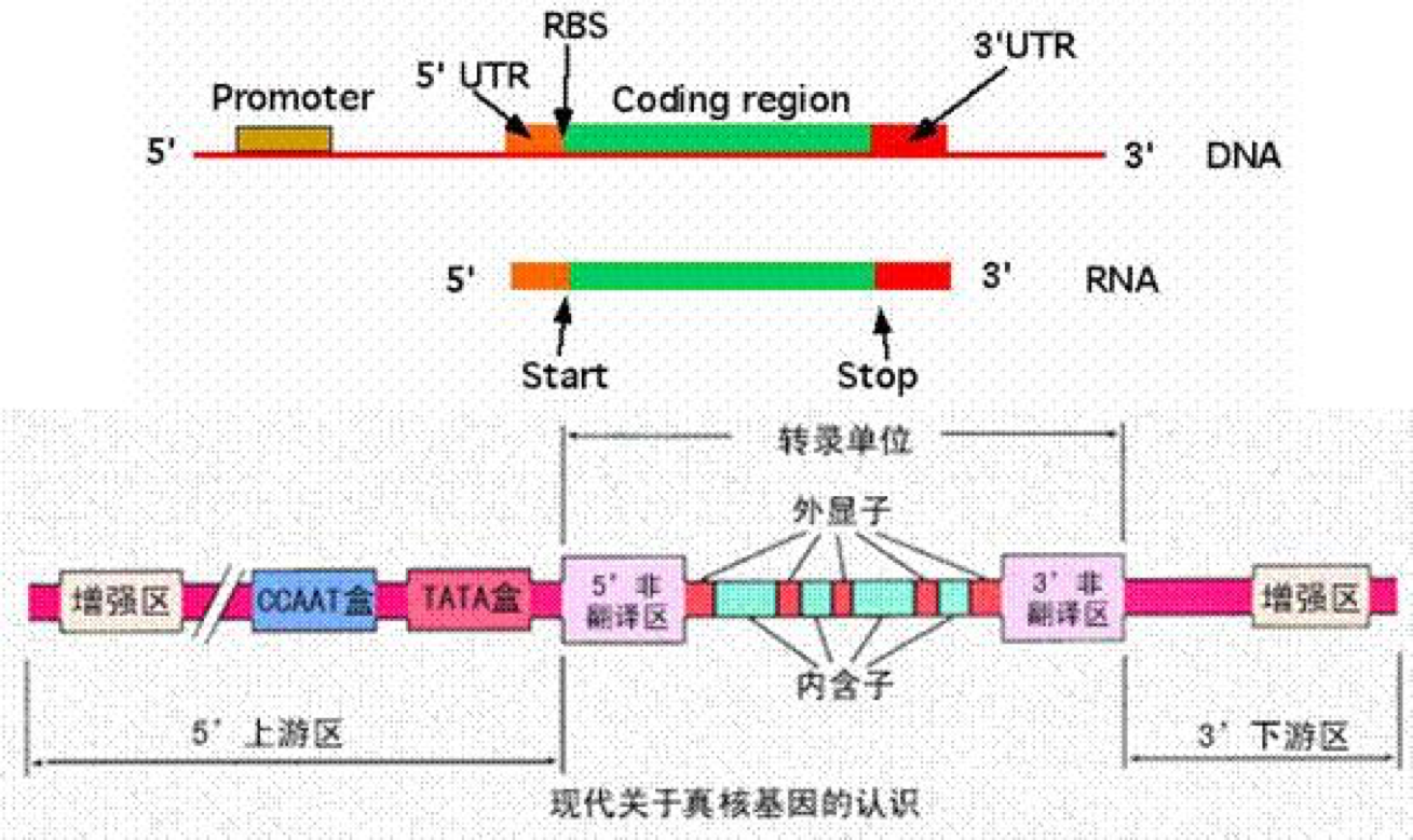 真核生物的基因结构