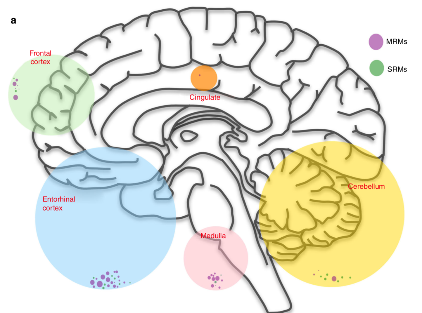 structure-of-brain.png