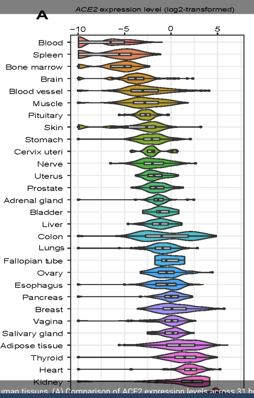ACE2在31个不同人体组织中的表达