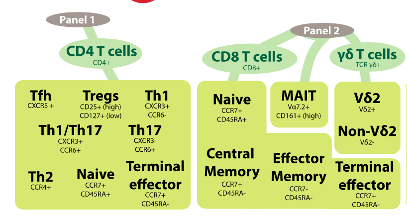 T细胞的多层次划分亚群