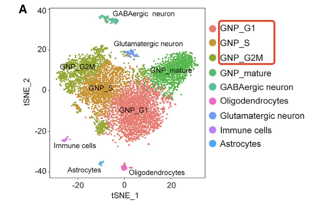 细胞亚群的tSNE图