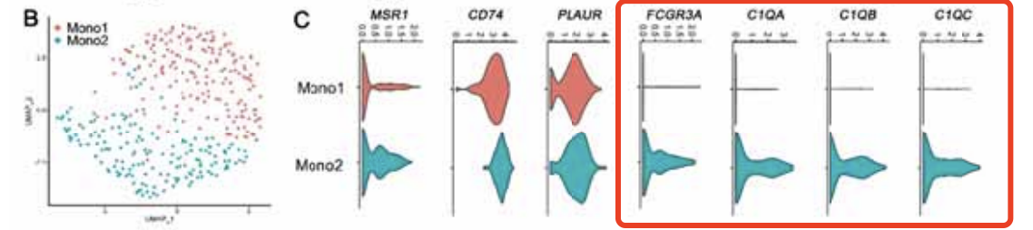monocytes可以进一步区分成为两个亚群