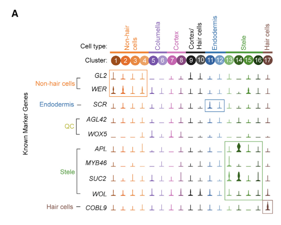 Figure 3. Identification of Highly Specific Cell Type Marker Genes