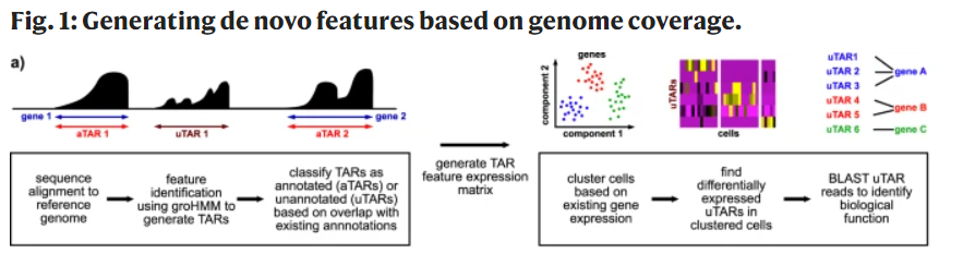 针对 transcriptionally active regions (TARs) 进行定量