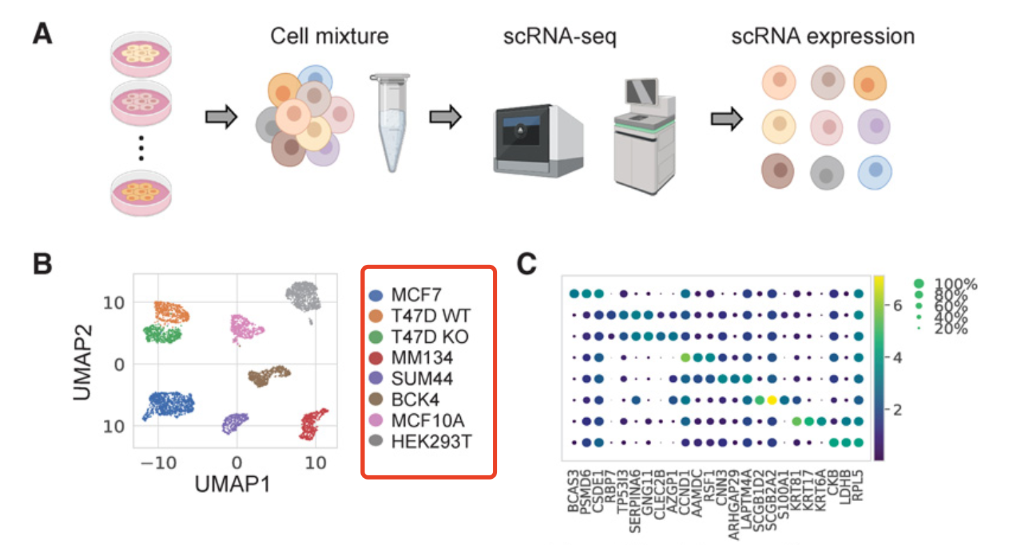 6个乳腺癌细胞系混合的单细胞转录组